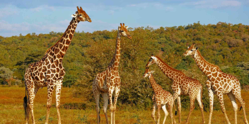 MARAVILHAS DA ÁFRICA DO SUL