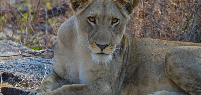 ÁFRICA DO SUL ESPECIAL 2026